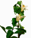 Load image into Gallery viewer, Neroli & Patchouli Hydrating Vegan Body Balm