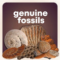 Load image into Gallery viewer, Mega Rock, Fossil & Mineral Collection
